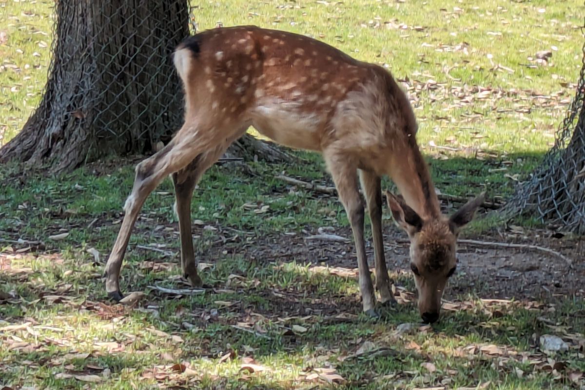 Friendly deer in Nara Park, Japan – A must-visit cultural and family-friendly experience