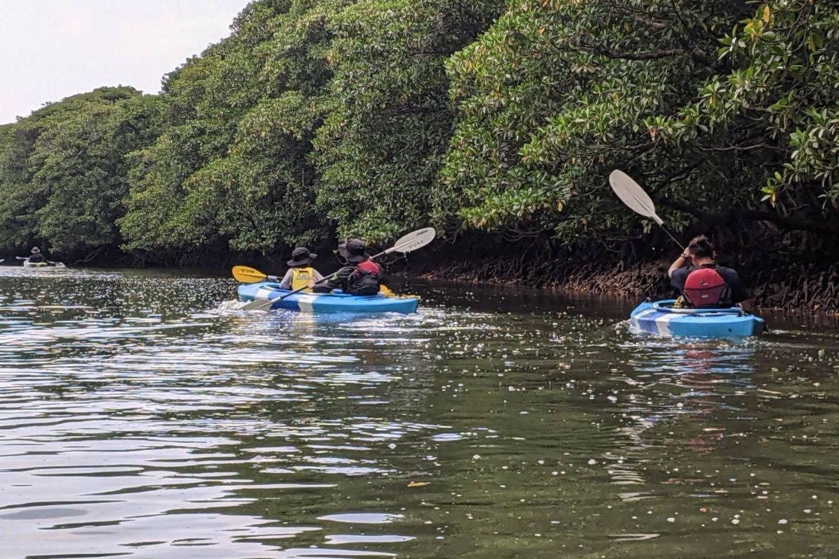 Canoeing through the lush mangroves of Iriomote Island – A hidden gem adventure in Japan