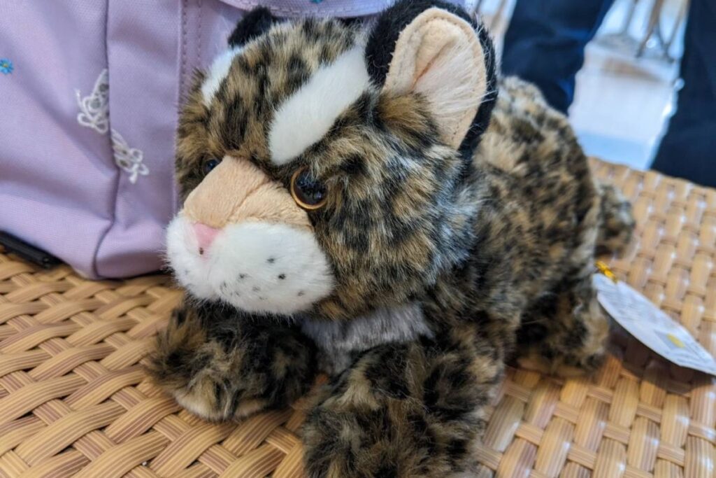 Iriomote wildcat plush toy from the Iriomote Hotel gift shop on Iriomote Island