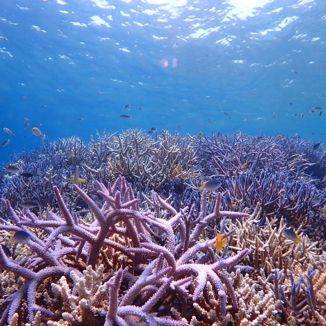 Colorful coral reef underwater in Iriomote Island – a snorkeling highlight in the Okinawa islands for adventurous families.