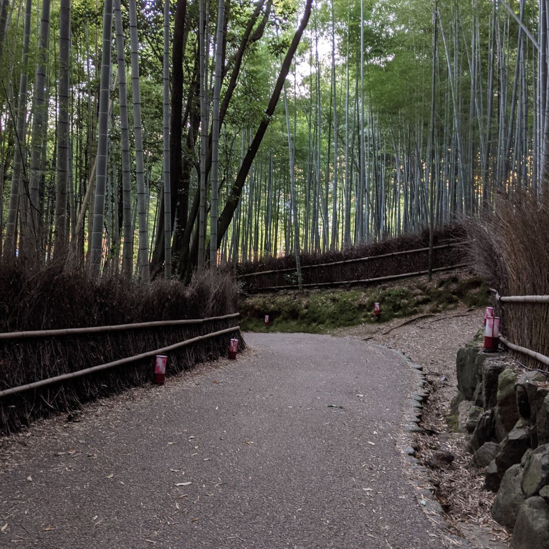 Peaceful path through the bamboo grove in Arashiyama, Kyoto – top thing to do in Osaka Kyoto Nara with kids.