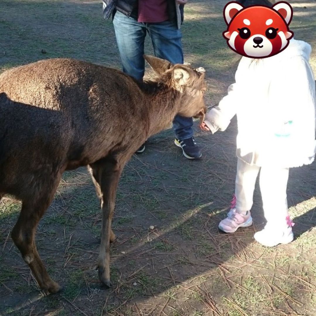 Child feeding a deer in Nara Park – classic family activity featured in Japan family trip Osaka Kyoto plans.