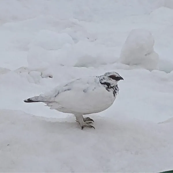 Close-up of a Rock Ptarmigan (Raicho) walking on snow, a rare bird seen along the Tateyama Kurobe Alpine Route.