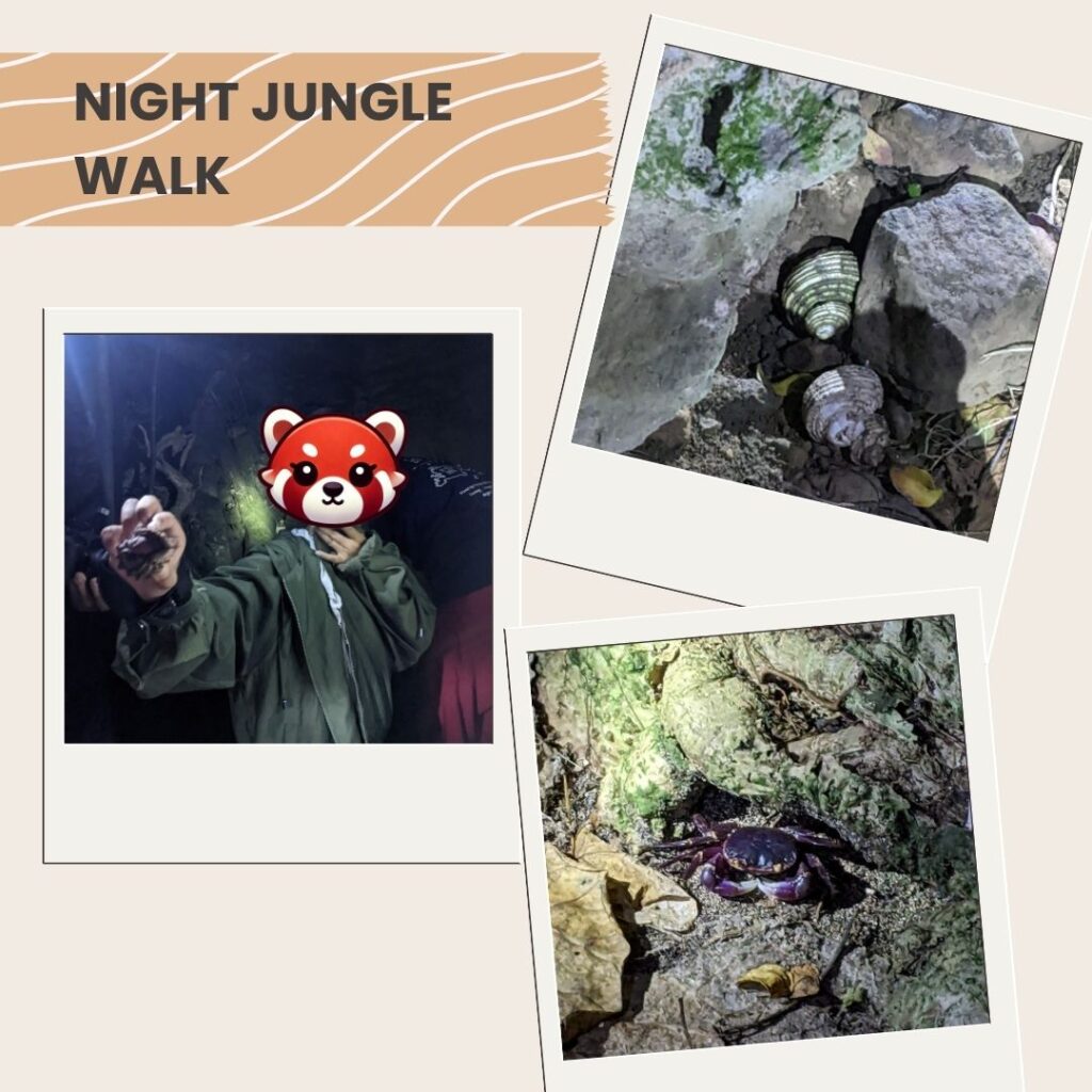 Night jungle tour on Iriomote Island with tropical wildlife and stargazing experience