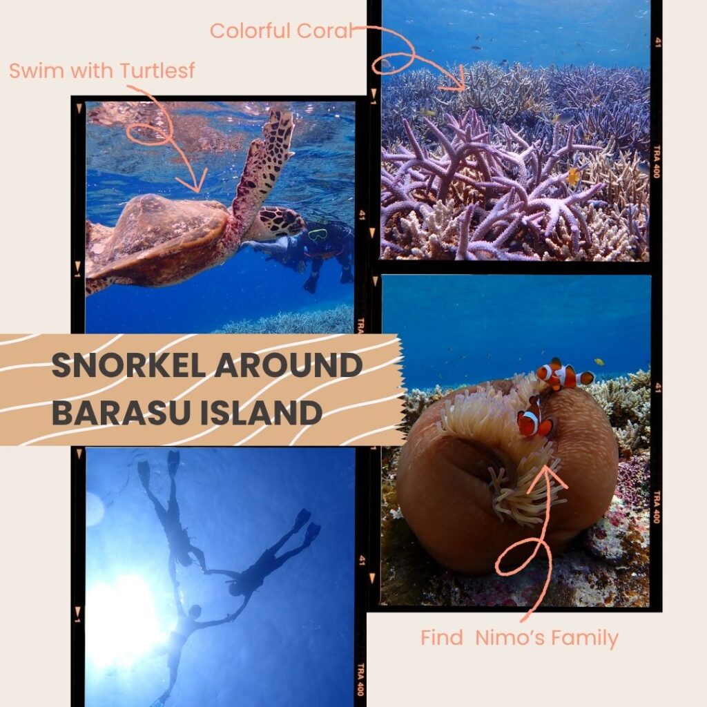Snorkeling near Barasu Island in Iriomote Okinawa, featuring coral reefs and sea turtles