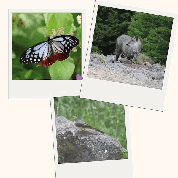 Encounters with wildlife and rare butterflies on a sunny hike