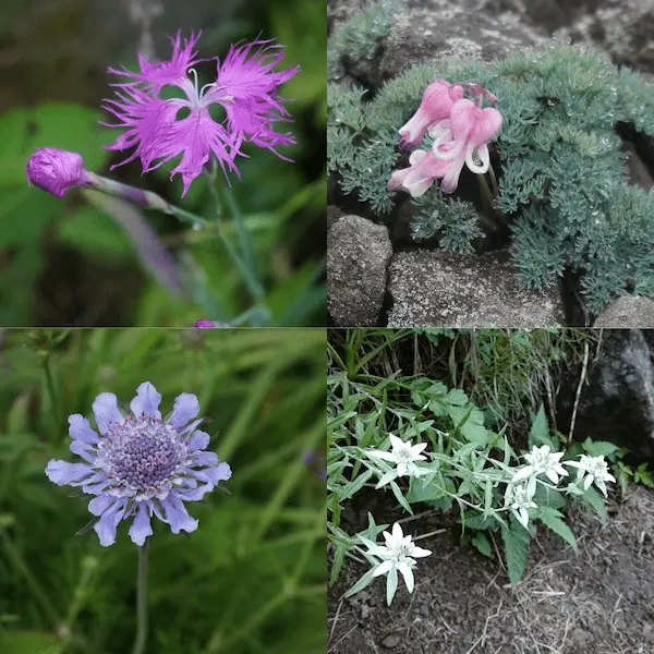 Rare alpine flowers at Ikenodaira Wetlands in Japan: fringed pinks, Dicentra peregrina (Komakusa), Scabiosa, and Edelweiss.