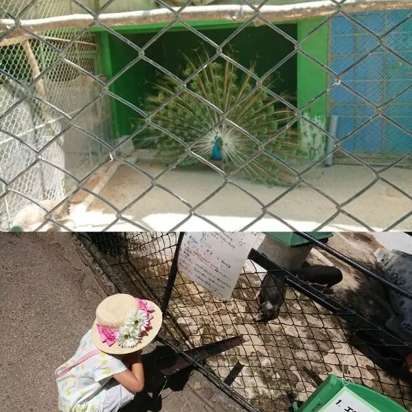 A child in a sunhat observing a mini pig through the zoo fence - Komoro Zoo, family-friendly Japan travel.A peacock displaying its feathers in the Komoro zoo enclosure - Komoro Zoo, Nagano day trip.