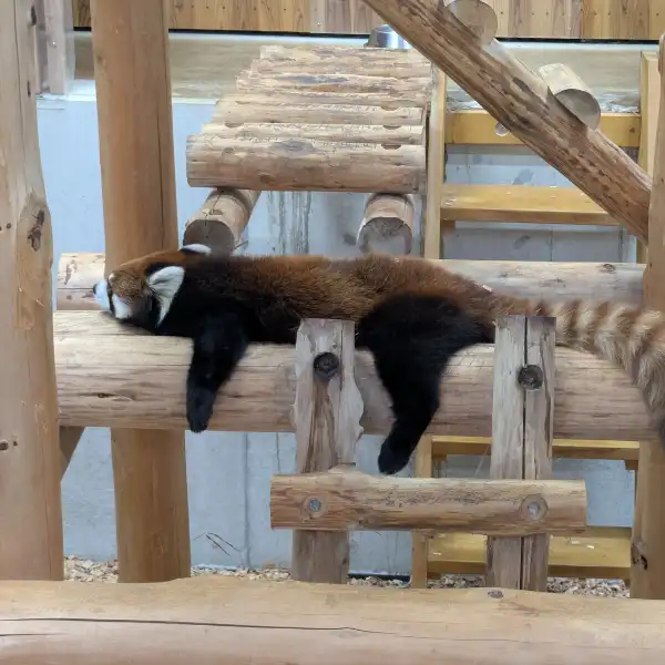 Real red panda resting at a zoo in Japan – part of our hidden gems in Japan journey