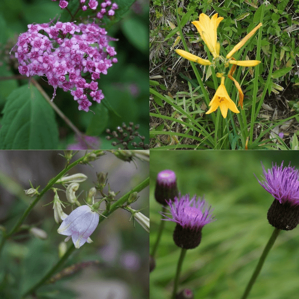Alpine wildflowers at Ikenodaira Wetlands, including yellow day lilies (Nikkokisuge), purple bellflowers, and mountain thistles.