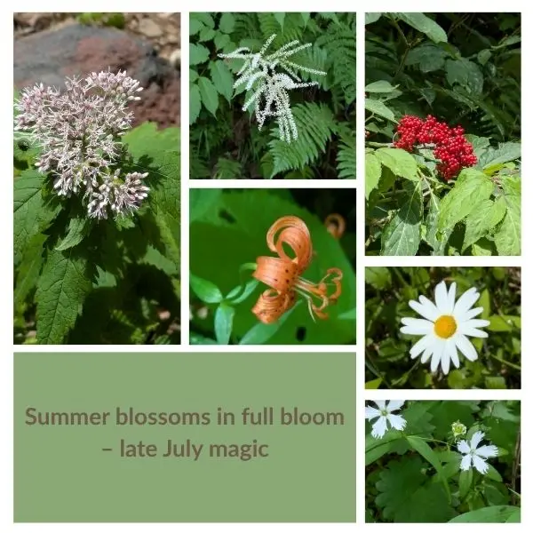 Wildflowers blooming along the Yonako Falls trail during a summer hike in Nagano.