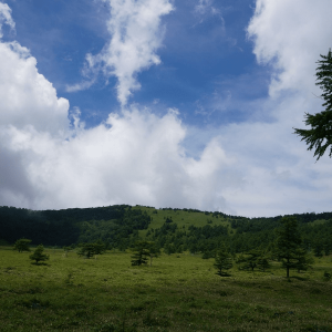 Ikenodaira Wetlands: A Foggy Summer Hike with Kids in Shinshu