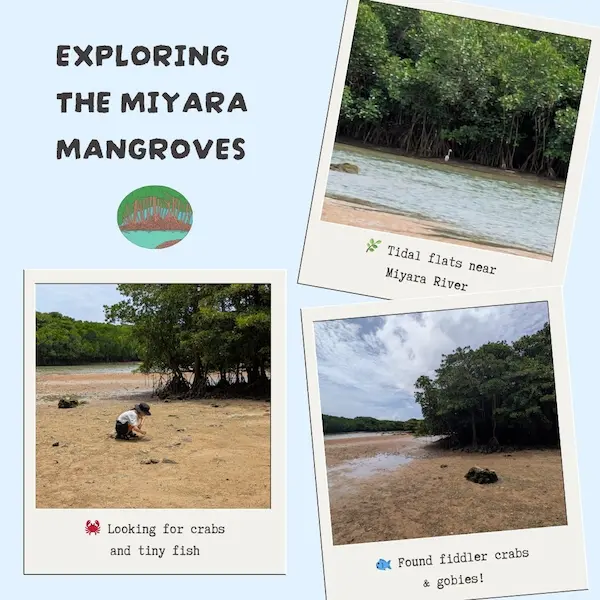 Scenic walk through the Miyara River mangrove forest, a nature-rich day trip during our stay at Fusaki Resort Ishigaki.