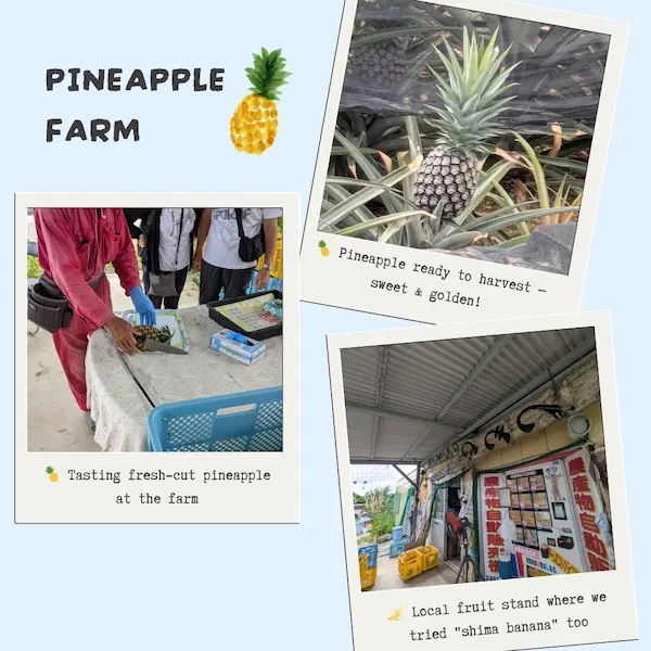 Pineapple farm experience during our Ishigaki family trip, just a short drive from the airport to Fusaki Resort Ishigaki.

