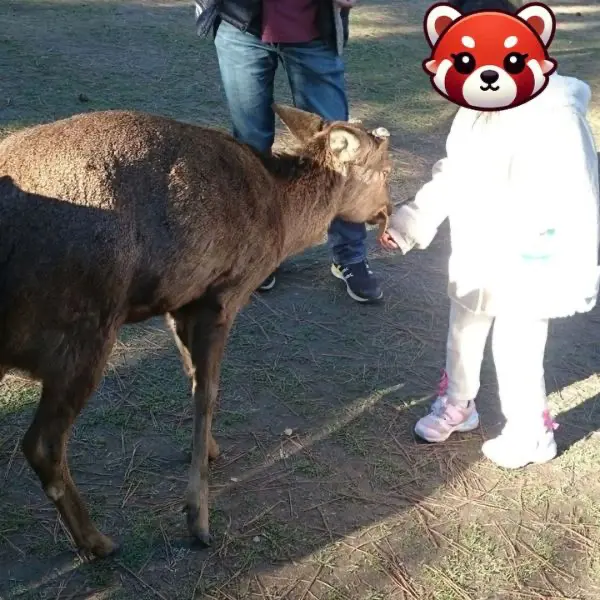 A child feeding a friendly deer in Nara Park, a memorable experience for any Japan family itinerary.