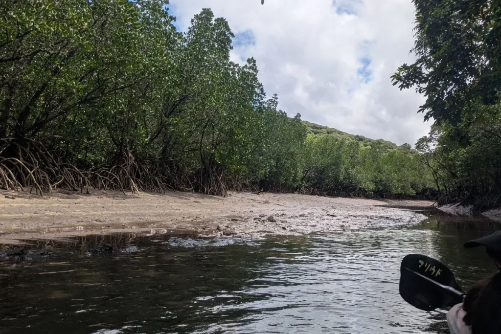 Mangrove river paddle on the Iriomote kayaking tour—true jungle vibes and calm waters.