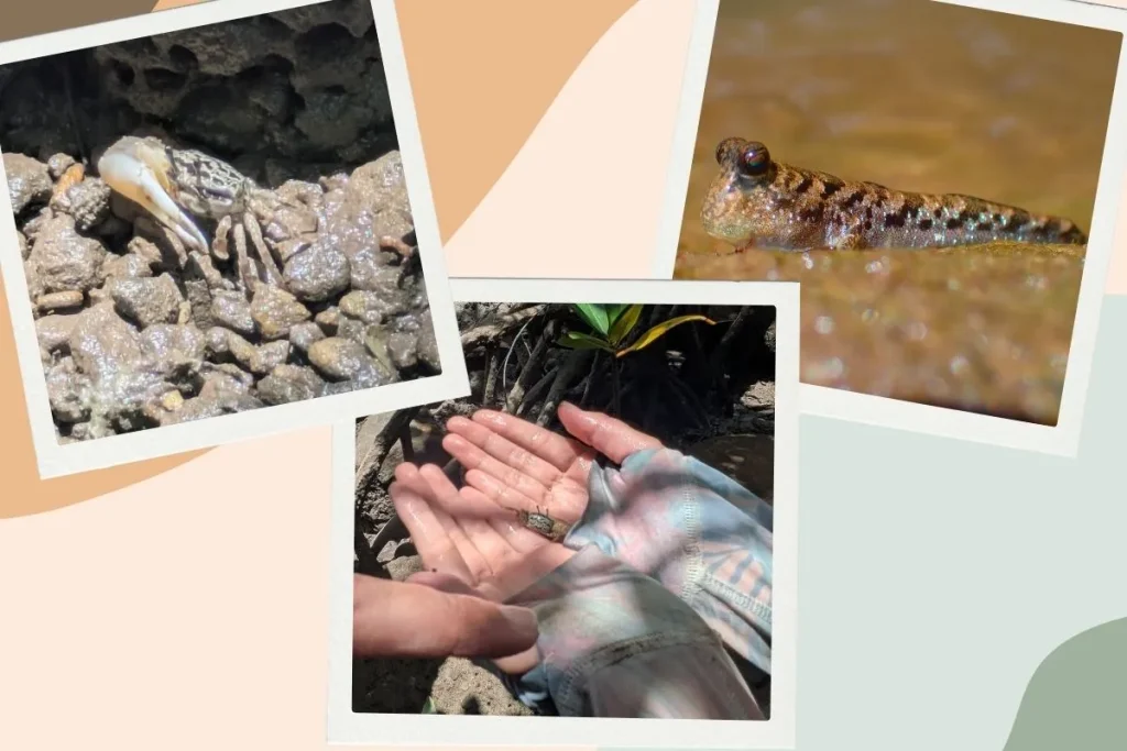 Fiddler crab, mudskipper, and goby seen near the falls—wildlife spotted during the Iriomote kayaking tour.