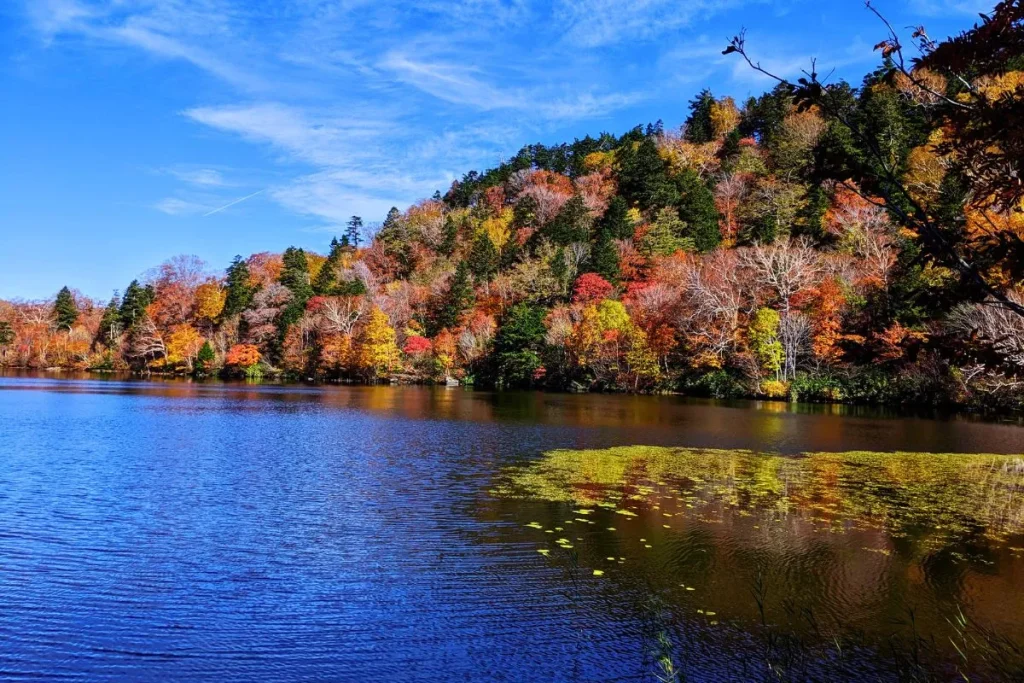 Lake and colorful autumn forest in Japan, a peaceful stop to add to your Japan with kids itinerary for nature-loving families.
